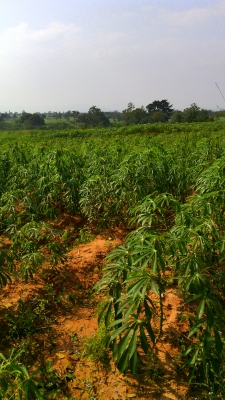 ขายที่ดินสวยเหมาะทำการเกษตร