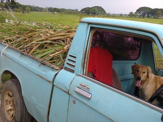 ขาย ISUZU KB2000 รถบ้านแท้ๆ เดิมๆ ทุกอย่าง ท้าพิสูจน์เดิมที่สุดในโลก คัสซีไม่มีผุแม้แต่น้อย เครื่องวิ่งไป-กลับกรุงทพฯ สบายๆ พร้อมใช้งาน เกียร์ธรรมดา ทะเบียนพร้อม