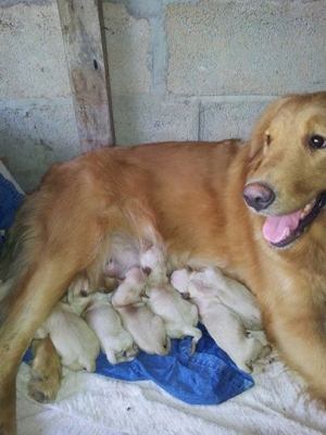 ขายลูกสุนัขโกเด้นแท้ ขายลูกสุนัขโกเด้นแท้