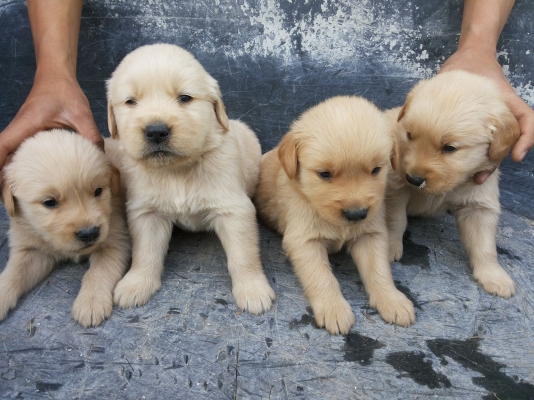 ขายลูกสุนัขโกเด้นแท้