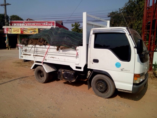 ขายรถดั้มNKR66.   เครื่อง120ฝาขาวรถสวยพร้อใช้งาน รถนอกยังไม่จดทะเบียนในไทย