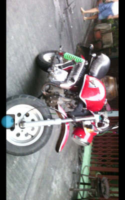 ขายด่วน ถูกจริงๆ มังกี้ กอลิล่า ขายด่วน ถูกจริงๆ มังกี้ กอลิล่า