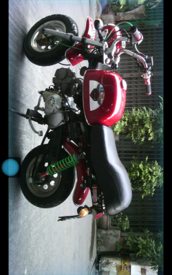 ขายด่วน ถูกจริงๆ มังกี้ กอลิล่า ขายด่วน ถูกจริงๆ มังกี้ กอลิล่า