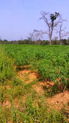 ซ้ายที่ 60 ไร่