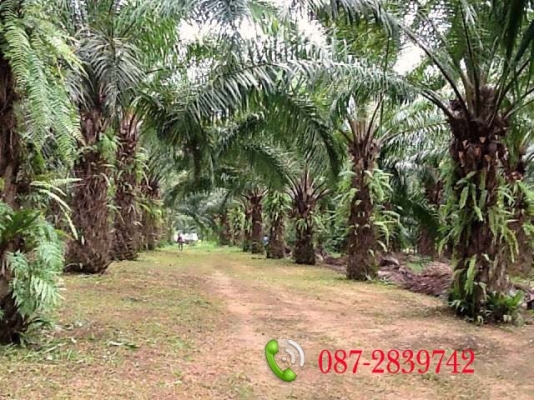 ขายที่ดินสวนปาล์มอายุ 9 ปี เอกสารโฉนด