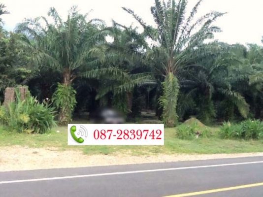 ขายที่ดินสวนปาล์มอายุ 9 ปี เอกสารโฉนด