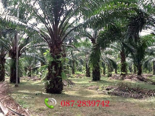 ขายที่ดินสวนปาล์มอายุ 9 ปี เอกสารโฉนด