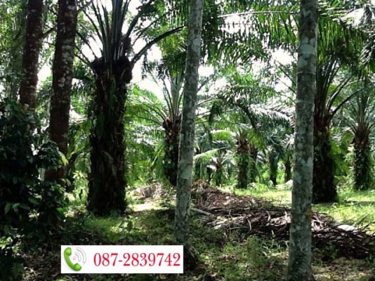 ขายที่ดินสวนปาล์มอายุ 9 ปี เอกสารโฉนด
