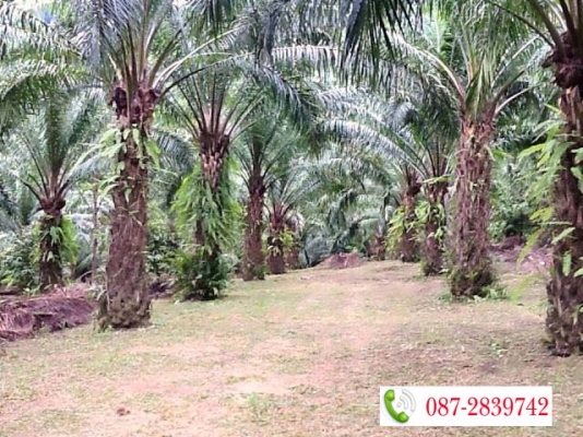 ขายที่ดินสวนปาล์มอายุ 9 ปี เอกสารโฉนด