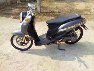 ฟีโน่ปี51