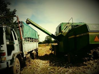 หัวเกี่ยวข้าวโพดมือสอง หัวเกี่ยวข้าวโพดมือสอง