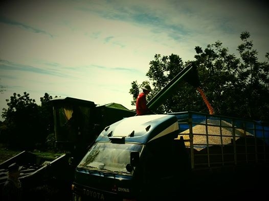 หัวเกี่ยวข้าวโพดมือสอง หัวเกี่ยวข้าวโพดมือสอง