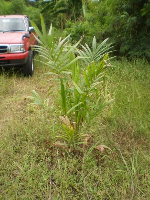 Mazda B2600 นอก 4WD ปี 98