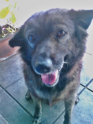 @@@ ขาย จักรยาน LA รุ่นพิเศษ มีโช๊ค ตัวถังอลูมิเนียม @@@