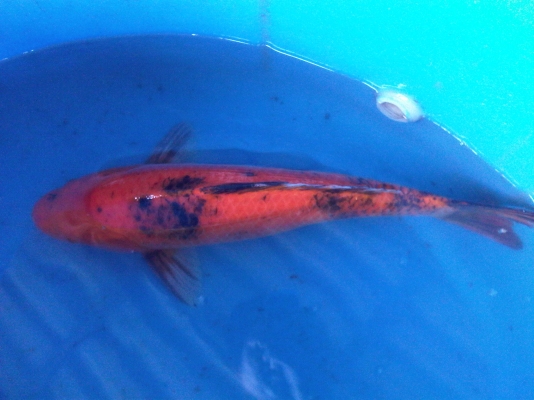 ขายปลาคาร์ฟ ไซด์ใหญ่(50ซม.) 9 ตัว