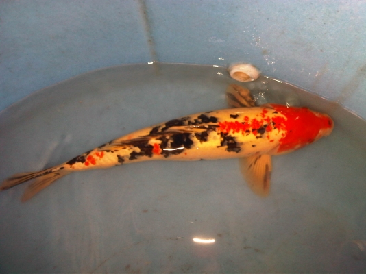 ขายปลาคาร์ฟ ไซด์ใหญ่(50ซม.) 9 ตัว