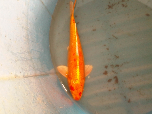 ขายปลาคาร์ฟ ไซด์ใหญ่(50ซม.) 9 ตัว