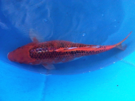 ขายปลาคาร์ฟ ไซด์ใหญ่(50ซม.) 9 ตัว