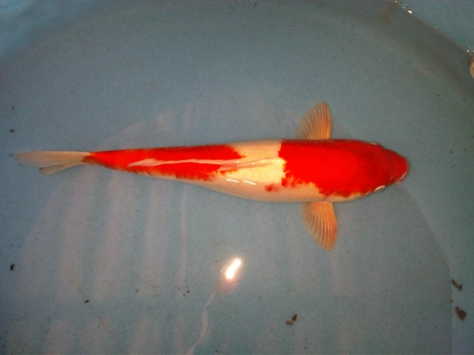 ขายปลาคาร์ฟ ไซด์ใหญ่(50ซม.) 9 ตัว