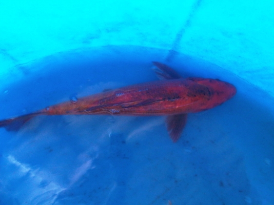 ขายปลาคาร์ฟ ไซด์ใหญ่(50ซม.) 9 ตัว