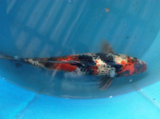 ขายปลาคาร์ฟ ไซด์ใหญ่(50ซม.) 9 ตัว