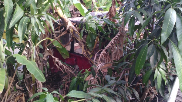 ขายหัวสามใบปัด