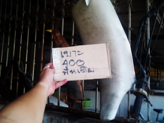 ระเบิดอ่ะไหล่ อ่ะไหล่ mtx 125