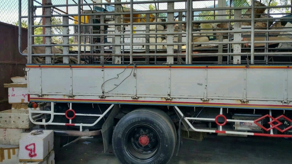 รถฮีโน่ 6 ล้อ หลังถนน 195 แรงม้า. ปี 38 ( รถประกอบ. )    สนใจติดต่อ  081 - 6079515