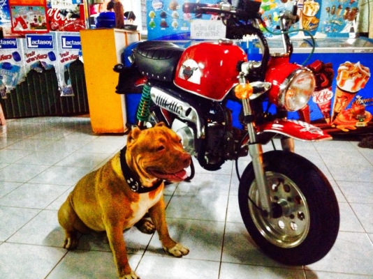 ขาย - แลก GORILLA สีแดง เครื่องดีแรงๆ 125cc. ทะเบียนเต็ม + พร้อมโอน ขาย - แลก GORILLA สีแดง เครื่องดีแรงๆ 125cc. ทะเบียนเต็ม + พร้อมโอน