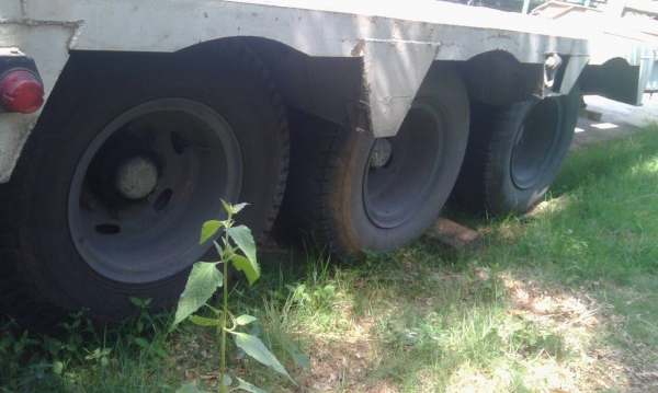 ขายหางโรเบส 3 เพลายัดยังไม่เล่ม ราคา 560000