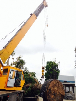 รถเครน TADANO TG 652 สภาพสวยพร้อมใช้งาน ติดต่อ 0949526619