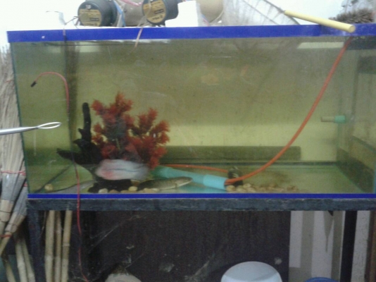 ตู้ปลา 48" แถมปลาหมอสี