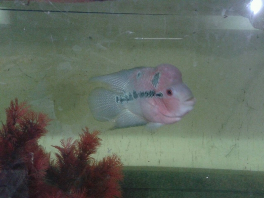 ตู้ปลา 48" แถมปลาหมอสี