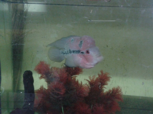 ตู้ปลา 48" แถมปลาหมอสี