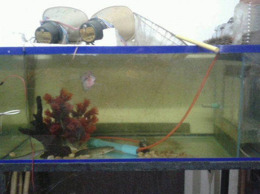 ตู้ปลา 48" แถมปลาหมอสี