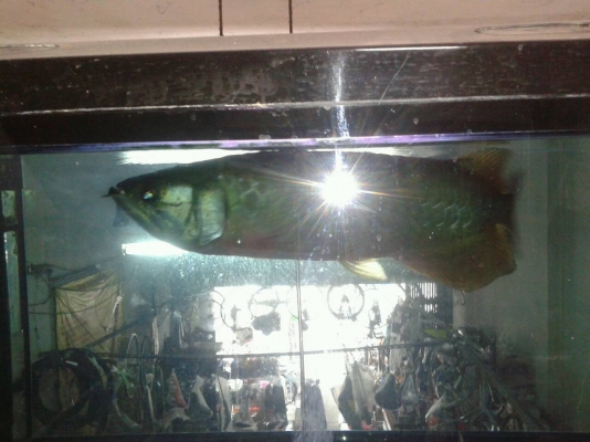 ตู้ปลา 48" แถมปลามังกรทองอ่อน