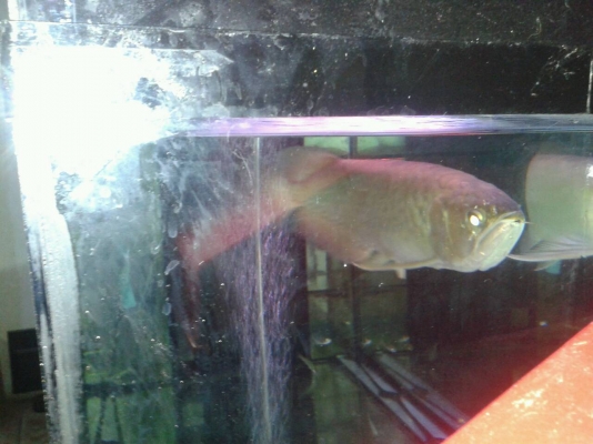 ตู้ปลา 48" แถมปลามังกรทองอ่อน