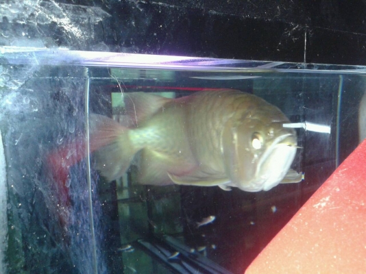 ตู้ปลา 48" แถมปลามังกรทองอ่อน