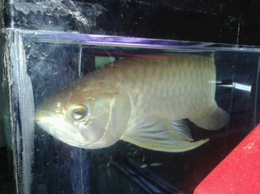 ตู้ปลา 48" แถมปลามังกรทองอ่อน