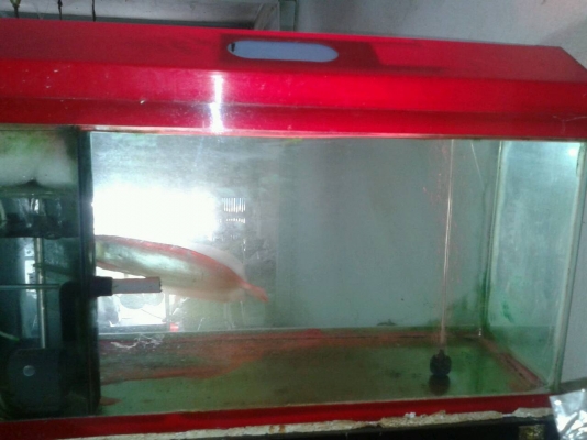 ตู้ปลา 36" แถมปลามังกรเงิน