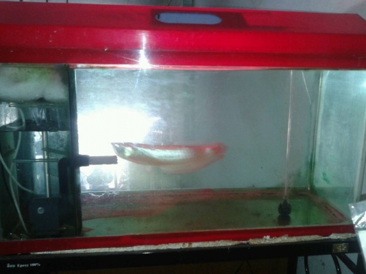 ตู้ปลา 36" แถมปลามังกรเงิน