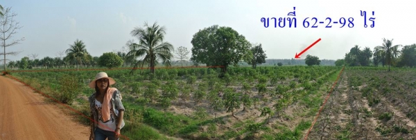 ขายที่ดิน 62-2- 98 ไร่ ต.วังชะพลู อ.ขาณุวรลักษบุรี จ.กำแพงเพชร