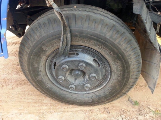 ขาย6ล้อ ดั้มISUZU NPR 115แรง เครื่องดี คัชซีสวย ยางดี สภาพพร้อมใช้งาน เอกสารพร้อมโอน สนใจโทร 090-8588220คุณนะ 093-3258446คุณบิวตี้ ID:narong498 หรือ www.truck.in.th/498 หรือfb:ณรงค์ ซื้อขายรถมือสอง(เว็บไซต์ส่วนตัว)