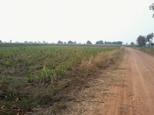 ขายที่ดินติดทางสาธารณะ 14-3-36 ไร่ บ้านโนนประดู่ ราคา 160,000 ต่อไร่  อ.สีคิ้ว