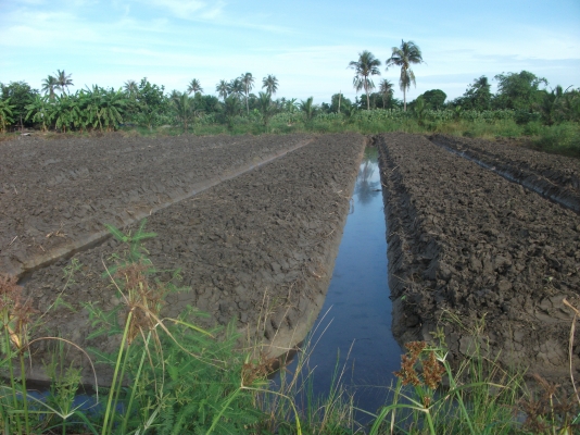ได้รับเสื้อแล้วครับ (03/09/2013)