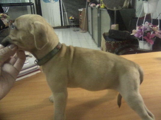 ///ขาย FORD ASPIRE ปี 97 (3Dr) //ชอบเครื่องดีภายในสวยโทรมา