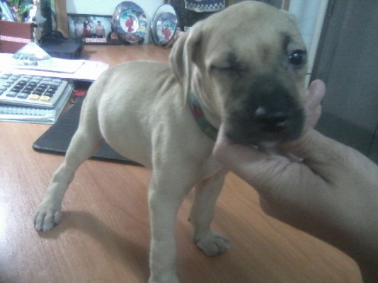 ///ขาย FORD ASPIRE ปี 97 (3Dr) //ชอบเครื่องดีภายในสวยโทรมา