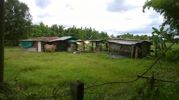 ขายที่ดิน เขตชานเมืองอุดรธานี เส้นไปหนองบัวลำภู จำนวน 11 ไร่ เศษ ไร่ละ 360,000 ต่อรองได้ครับ ขายที่ดิน เขตชานเมืองอุดรธานี เส้นไปหนองบัวลำภู จำนวน 11 ไร่ เศษ ไร่ละ 360,000 ต่อรองได้ครับ