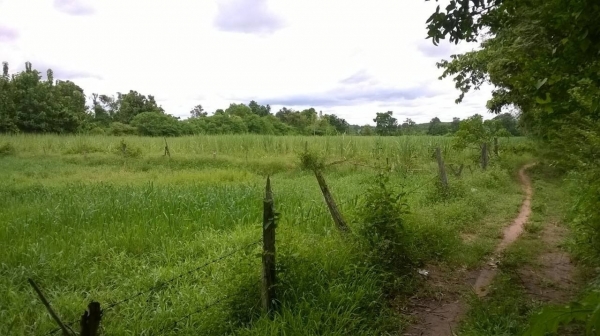 ขายที่ดิน เขตชานเมืองอุดรธานี เส้นไปหนองบัวลำภู จำนวน 11 ไร่ เศษ ไร่ละ 360,000 ต่อรองได้ครับ