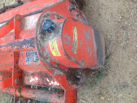 ขายโลตาลี่ช้าง1.63. เมตร.เดิมใบเต็มถูกๆ